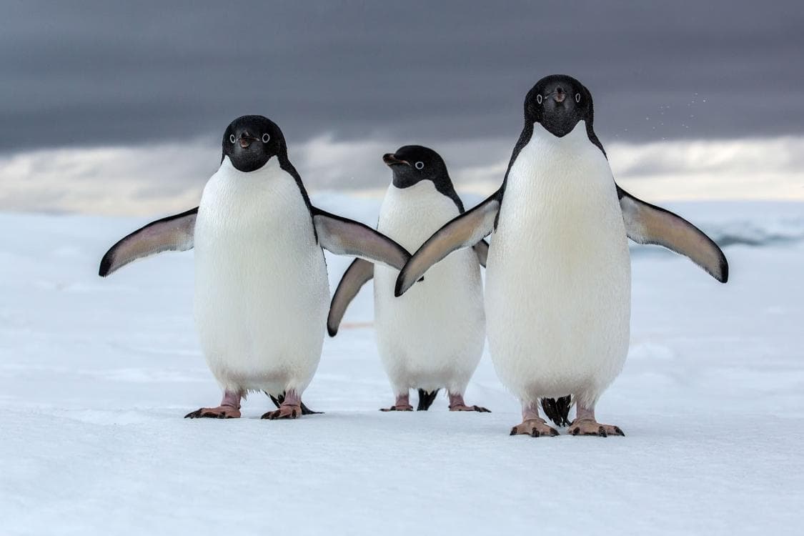 Image for event: National Geographic Live with Dr. Heather Lynch- Penguins of Antarctica