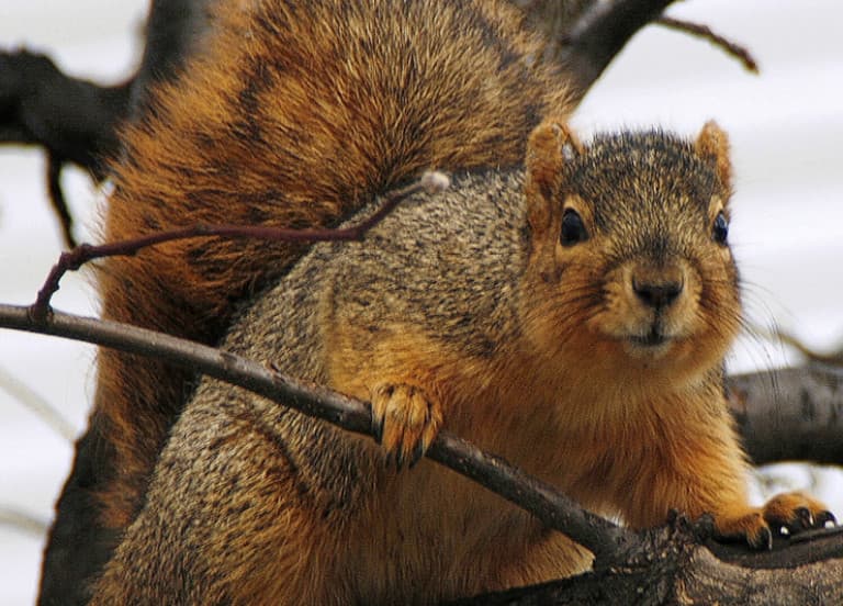 Image for event: Family STEAM Explorations: Squirrel Adaptations