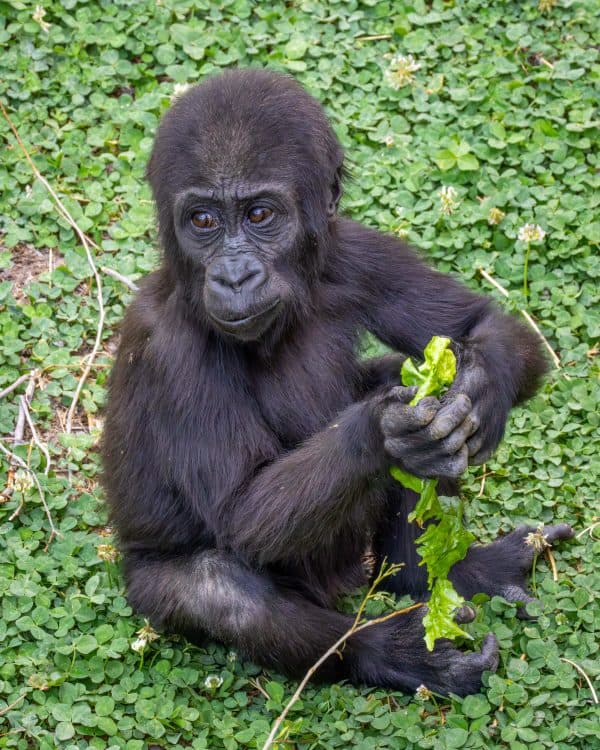 Little Zoo: Teddy Bear Check Up