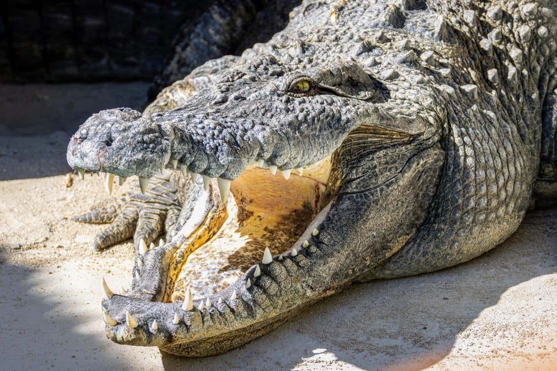 Image for event: Little Zoo: Patient Crocodile