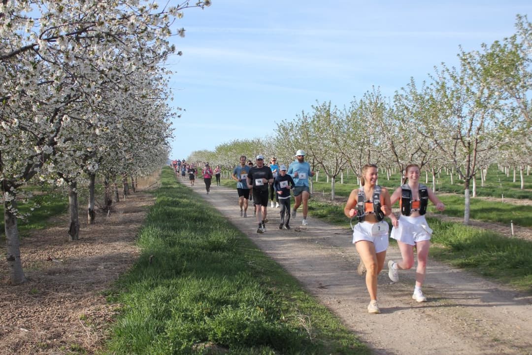 Blossom Run 10K, 5K, 1 Mile