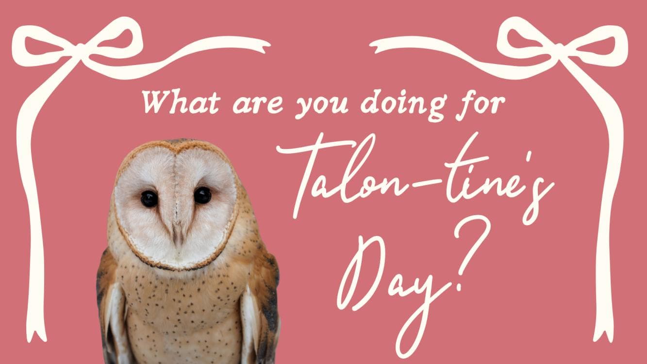 Image for event: Raunchy Raptors