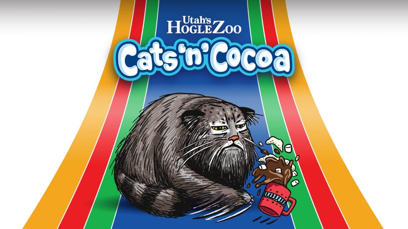 Image for event: Cats n' Cocoa