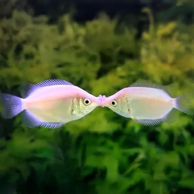 2026 Sips Under the Sea: Kisses & Fishes