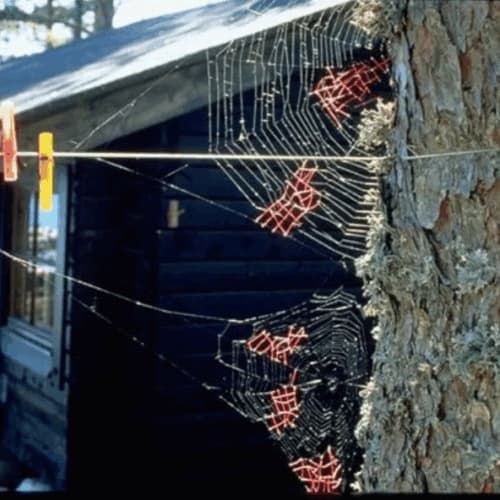 Image for event: Wonder in Nature and Art: Family Day