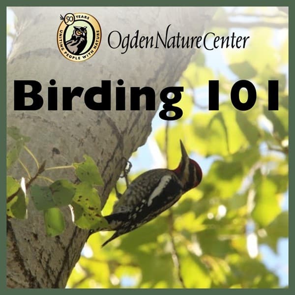 Birding 101