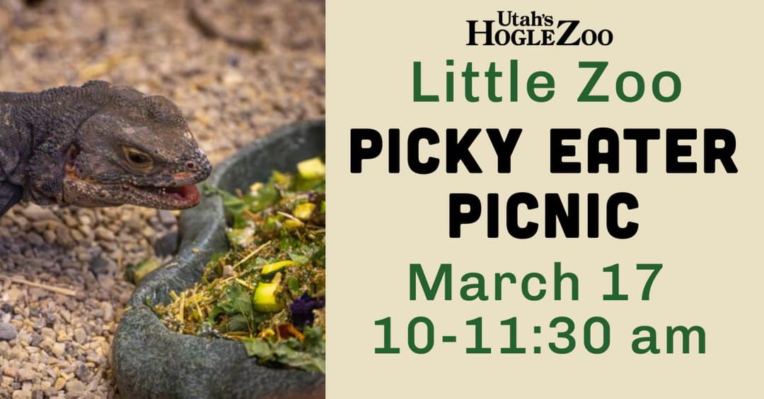 Little Zoo: Picky Eater Picnic