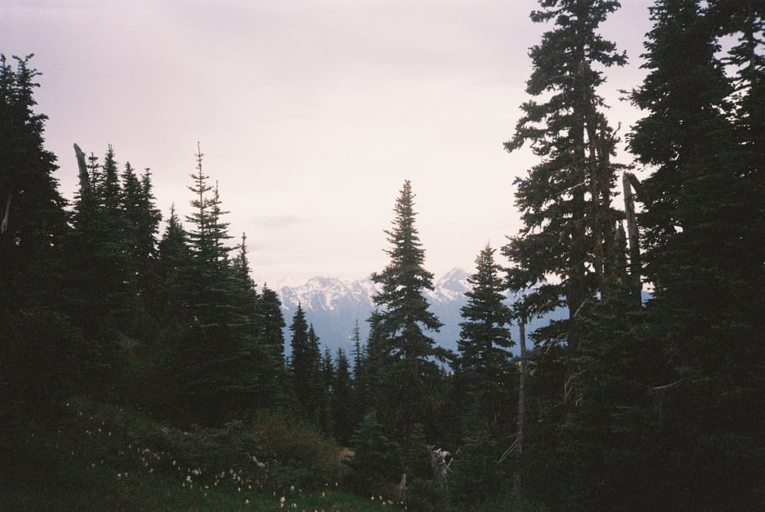 TreeUtah Snowshoe Hike