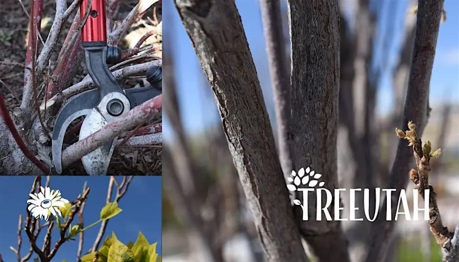 Hardwood Propagation Hands-On Workshop with TreeUtah