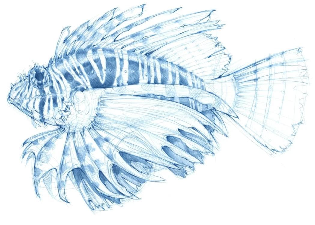 Image for event: Organic Sketching Workshop