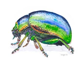 Image for event: The Orders: Insects in Watercolor, by Heath Ogden