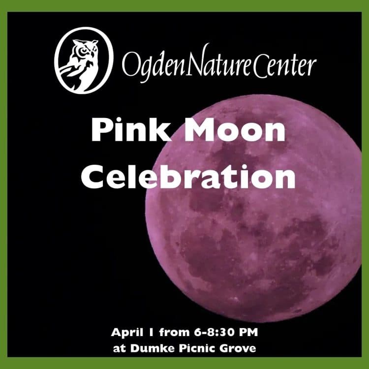 Pink Moon Celebration