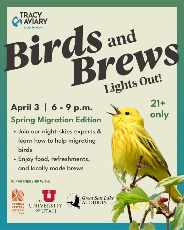 Birds and Brews: Lights Out!