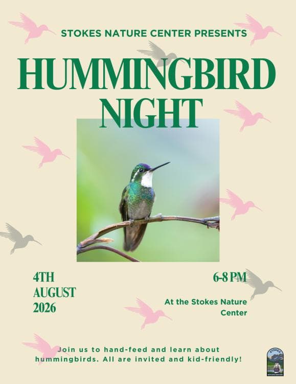 Hummingbird Night