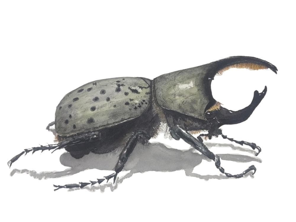 Image for event: Watercolor Workshop: Painting the Western Hercules Beetle with Heath Ogden
