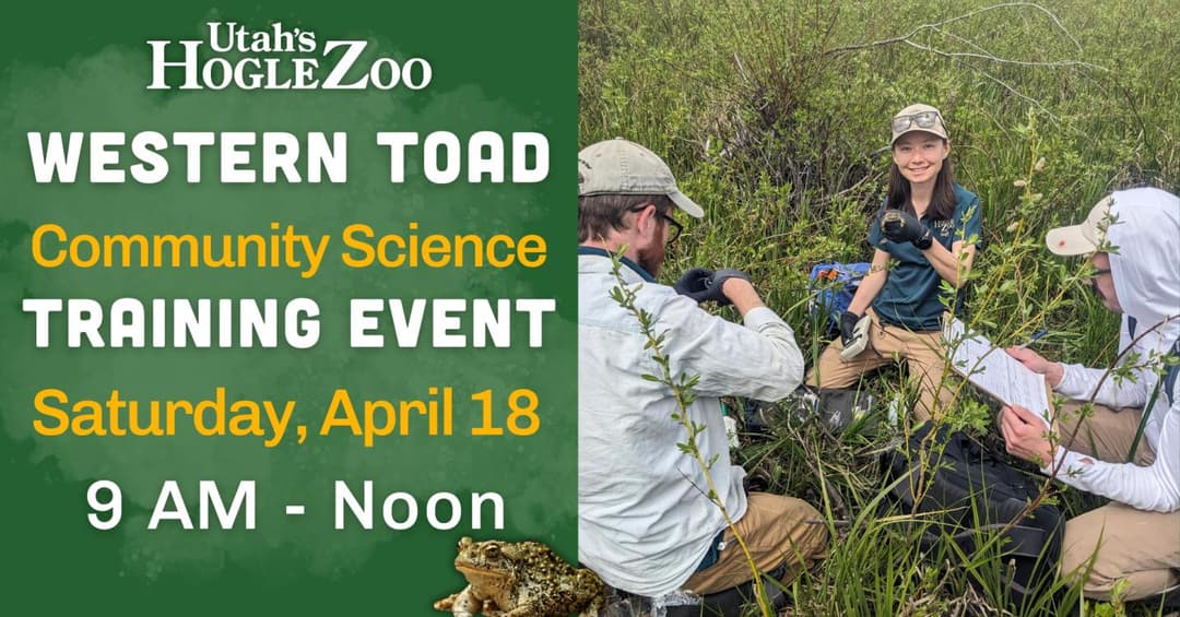 Western Toad Community Science Training Event
