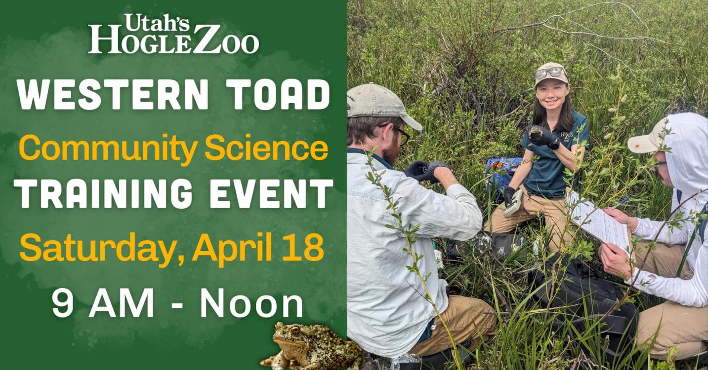 Image for event: Western Toad Community Science Training Event