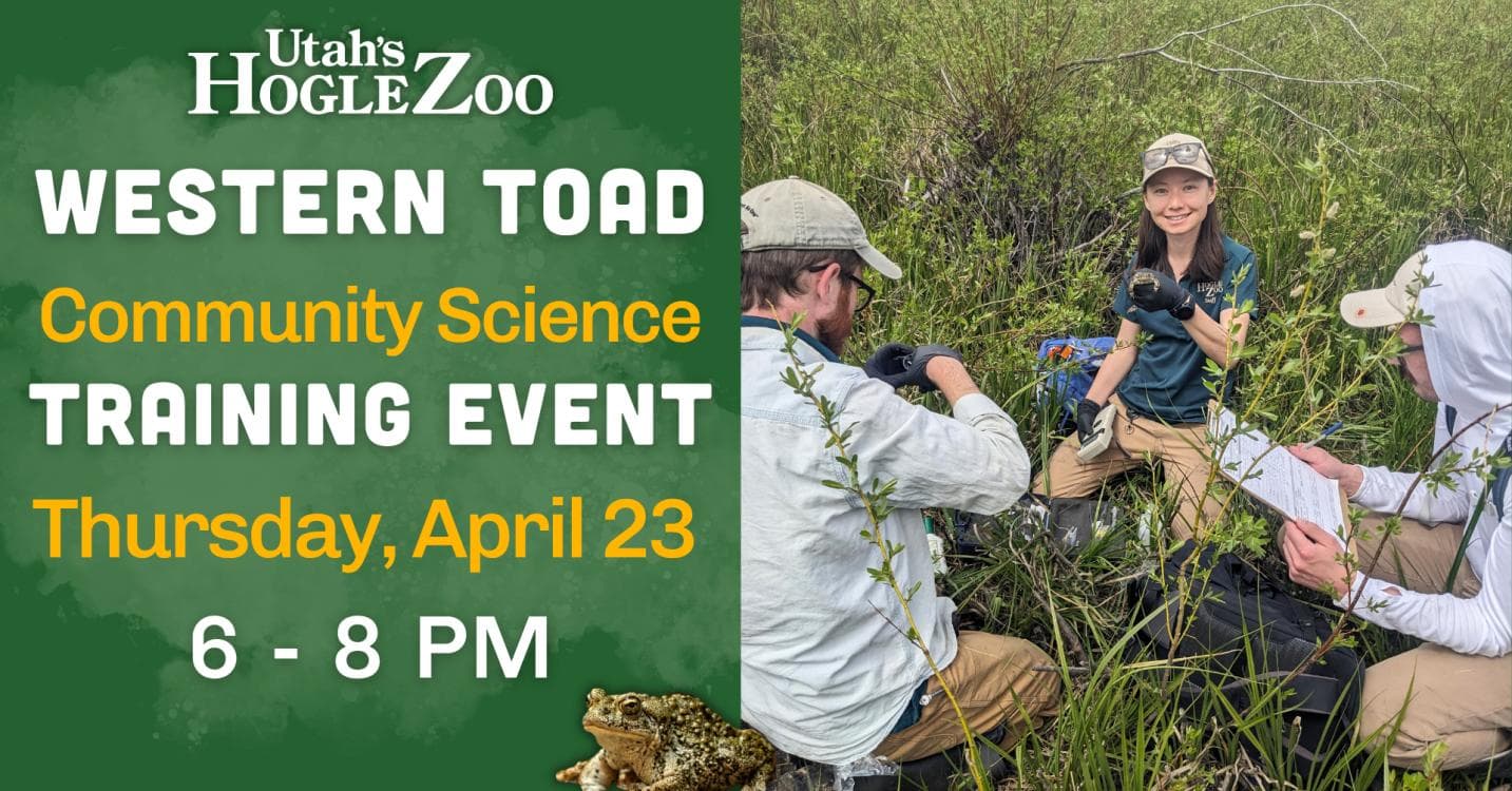 Image for event: Western Toad Community Science Training Event