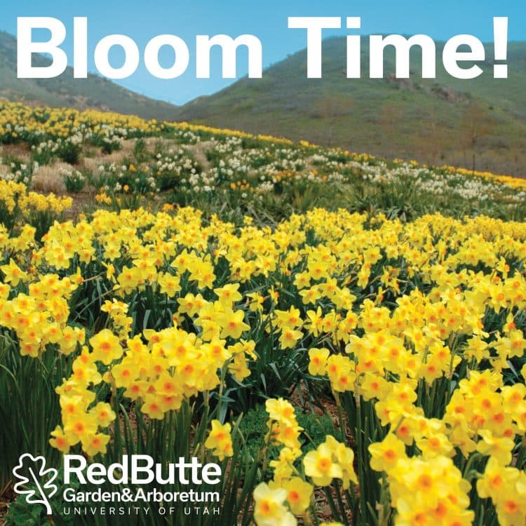 Image for event: Bloom Time at Red Butte Garden