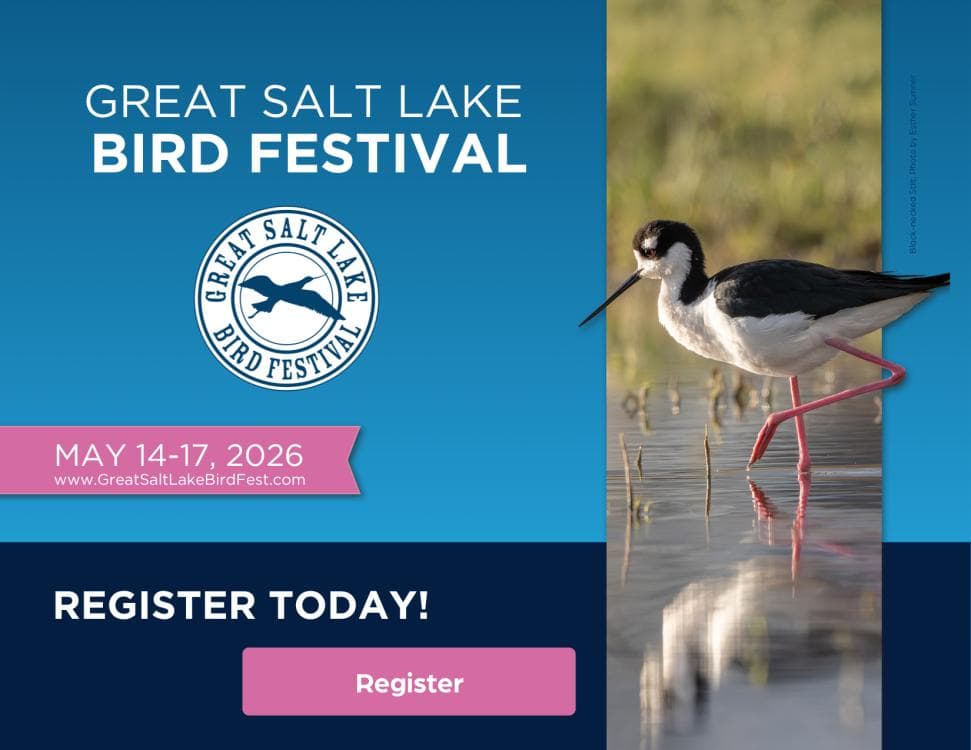 Image for event: Great Salt Lake Bird Festival 2026