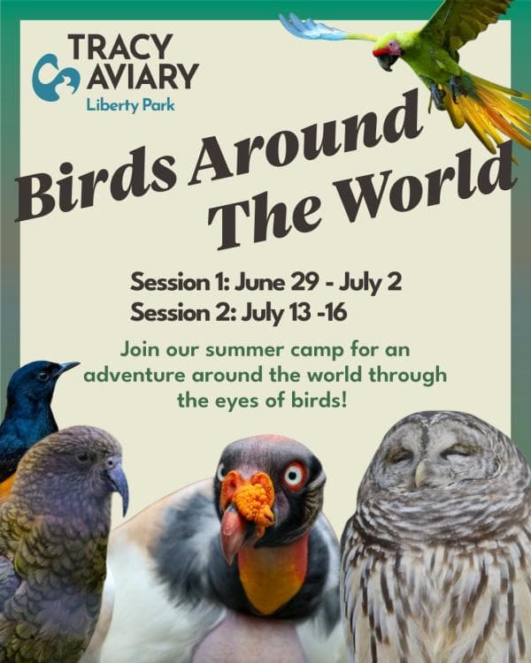 Image for event: Birds Around the World Summer Camp