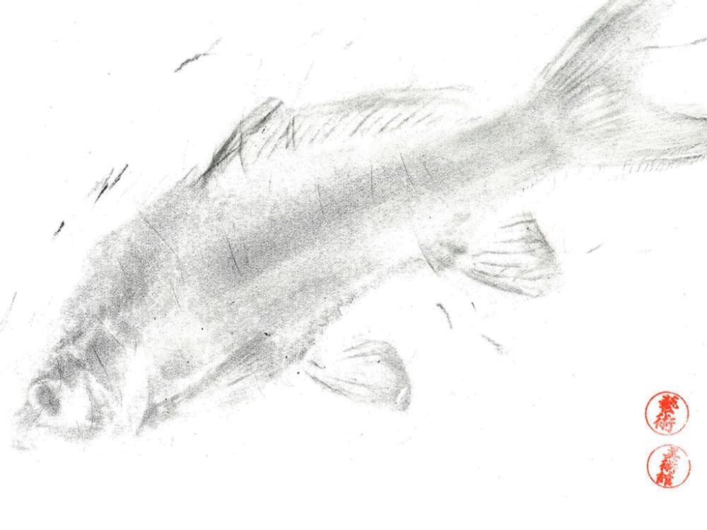 Image for event: UMFA in the Wild: Gyotaku Fish Rubbings at Willard Bay State Park