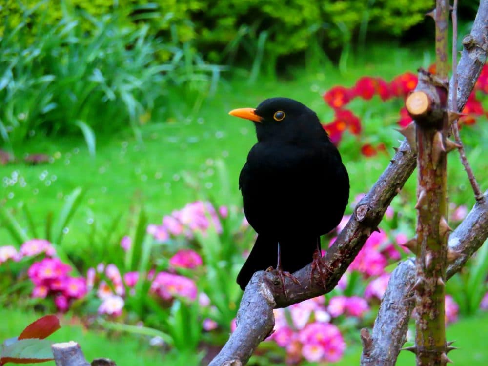 Image for event: Poetry for the Birds (and Words) - Poetry and Open Mic