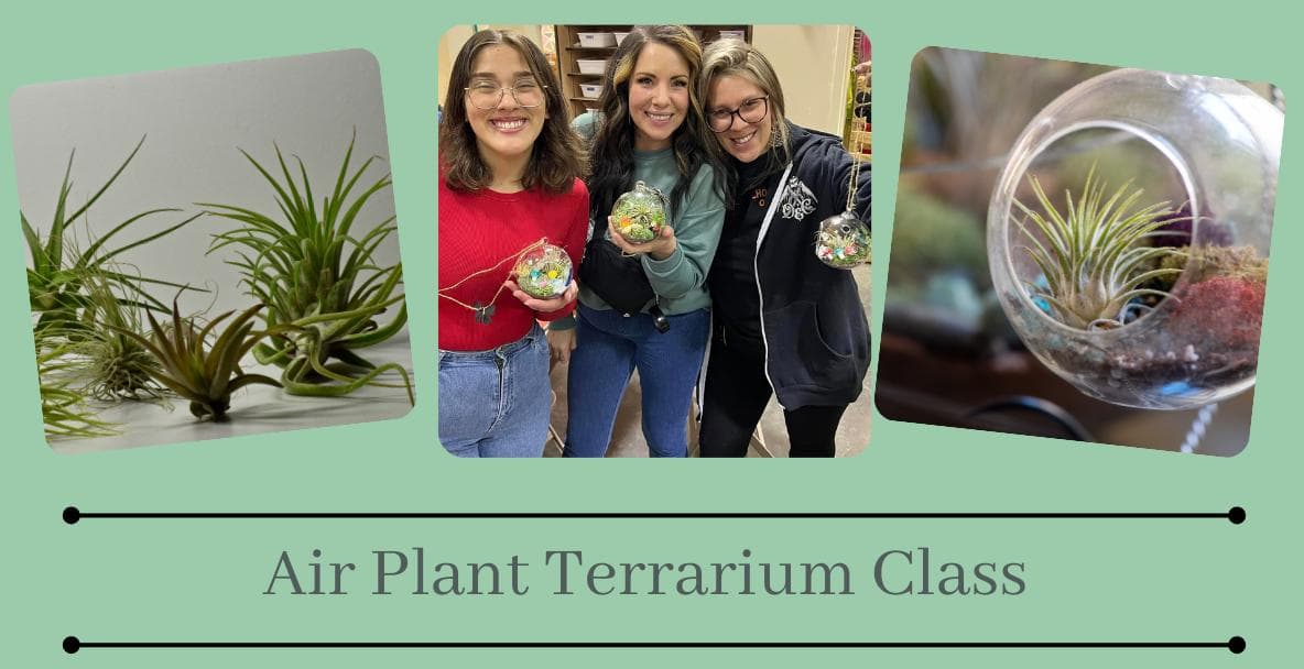 Image for event: Air Plant Terrarium Class