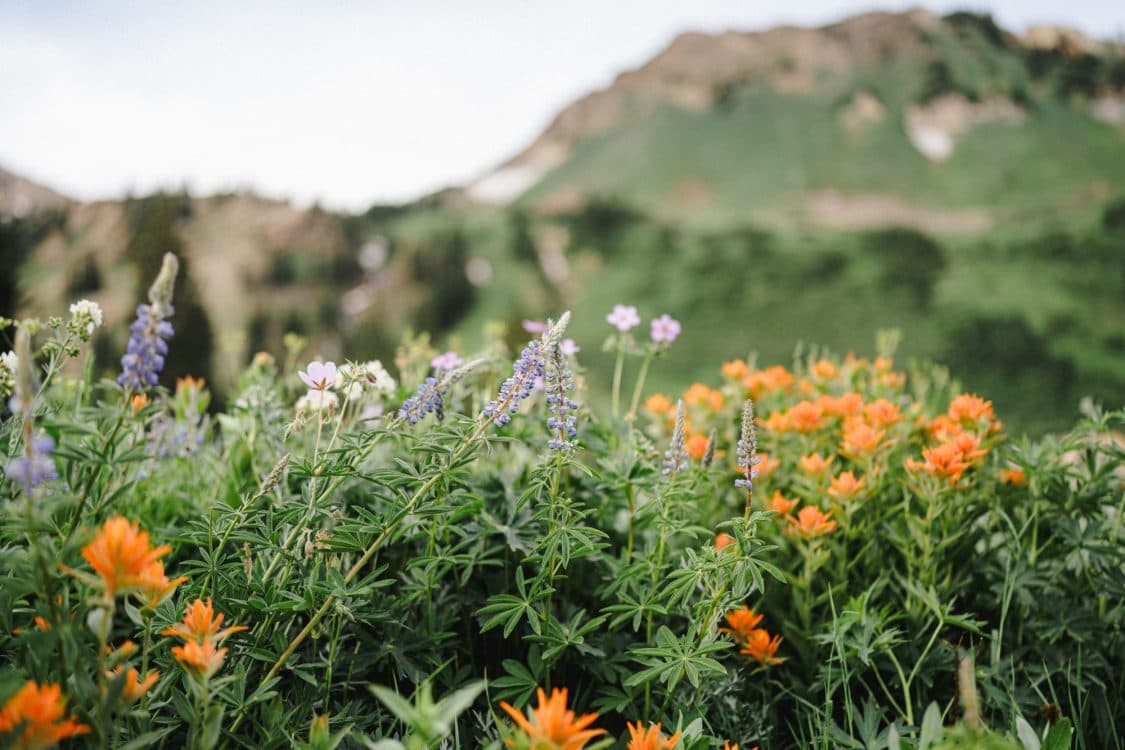 Image for event: Downtown Blooms