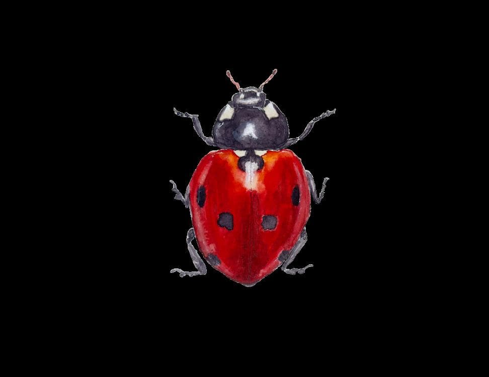 Image for event: Watercolor Workshop: Painting the Ladybug with Heath Ogden