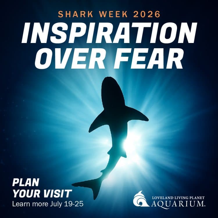 Image for event: Shark Week