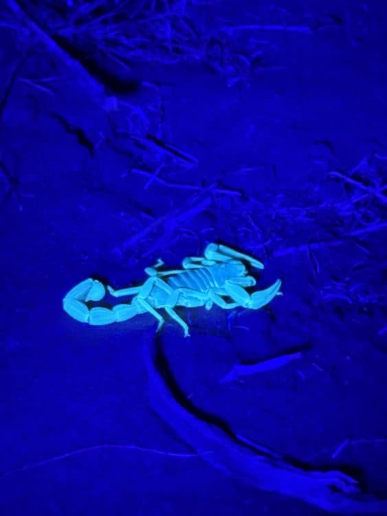 Image for event: Scorpion Hunt