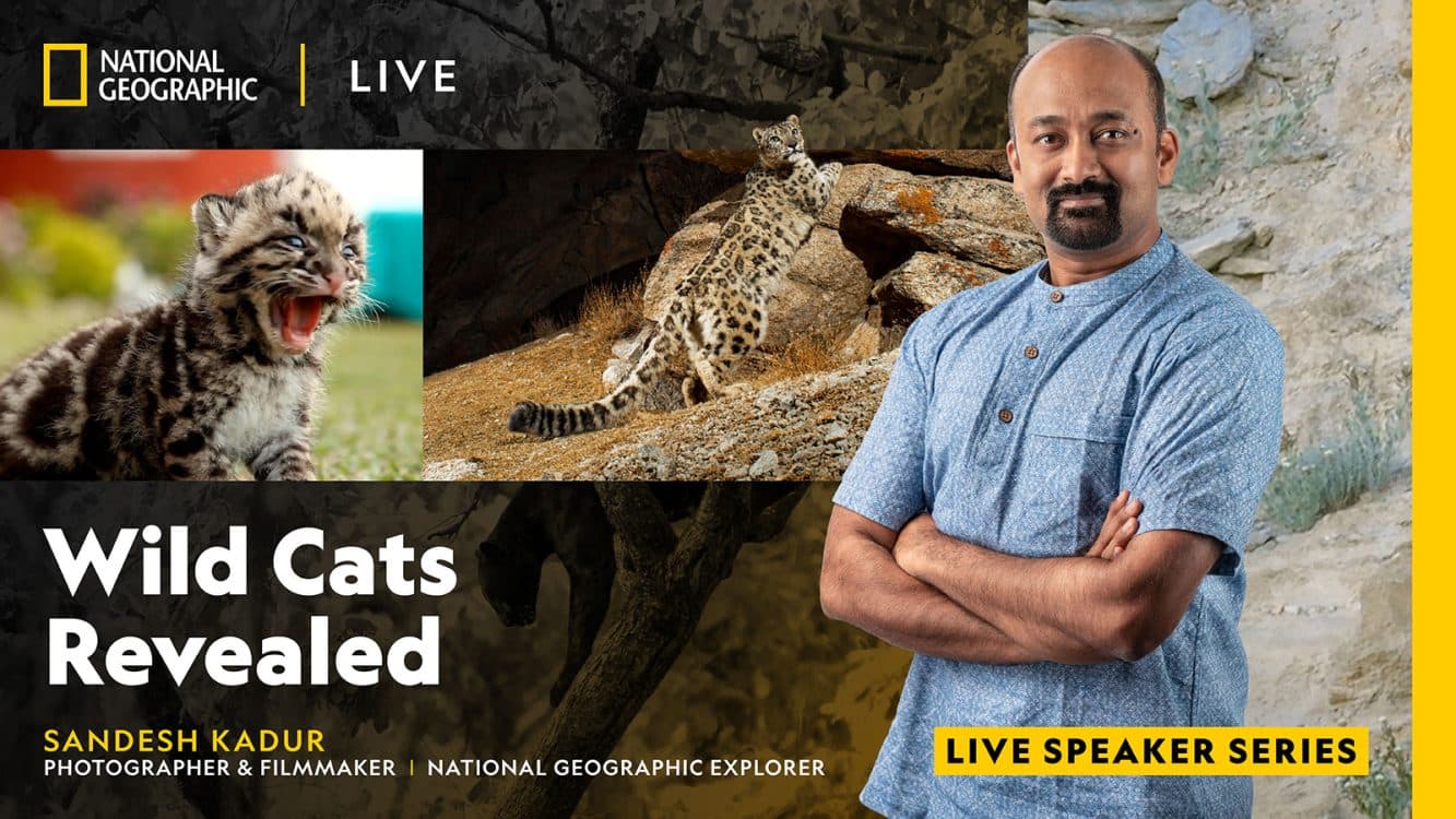 Image for event: National Geographic Live: Wild Cats Revealed with Sandesh Kadur