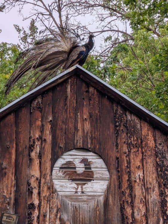 Image for event: Allen Park Landscape Tour