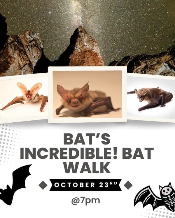 Image for event: "Bat’s Incredible!" Bat Walk