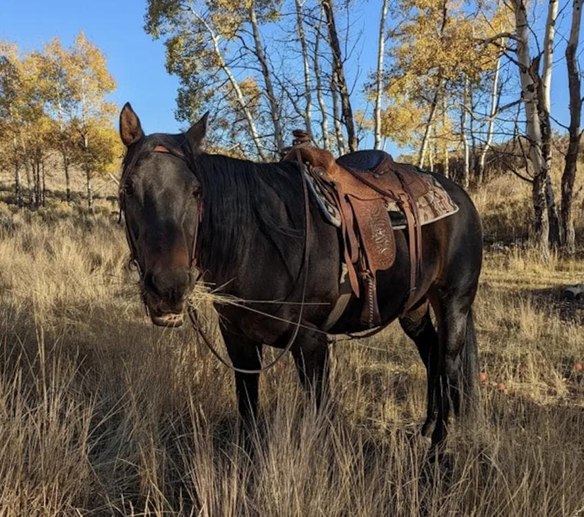 Wild Wild West Brunch -Western Style