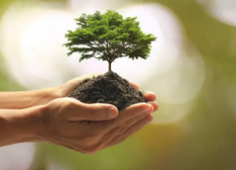 Image for event: NHMU Family Seasonal Science | Eco Arbor Day