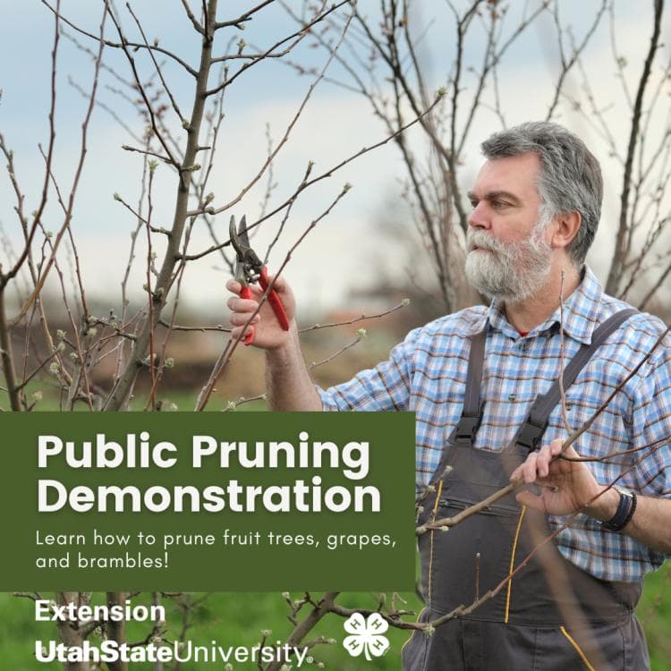 2026 Public Pruning Demonstration