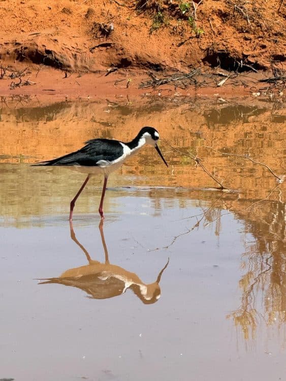 Image for event: Winged Wonders