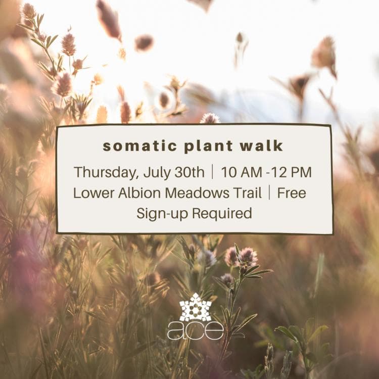 Image for event: Somatic Plant Walk