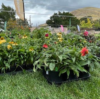 Image for event: Fall Plant Sale 2026