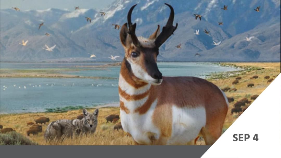 DOCUTAH Presents: Secrets of Great Salt Lake