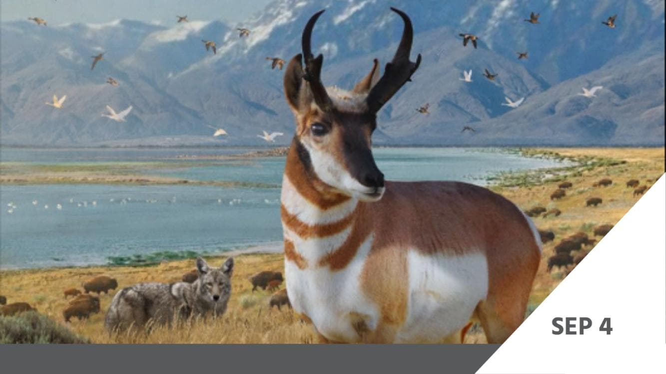 Image for event: DOCUTAH Presents: Secrets of Great Salt Lake