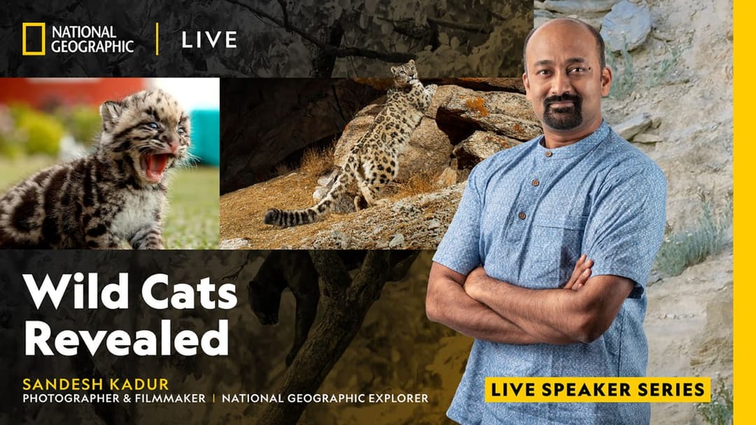 National Geographic Live: Wild Cats Revealed with Sandesh Kadur