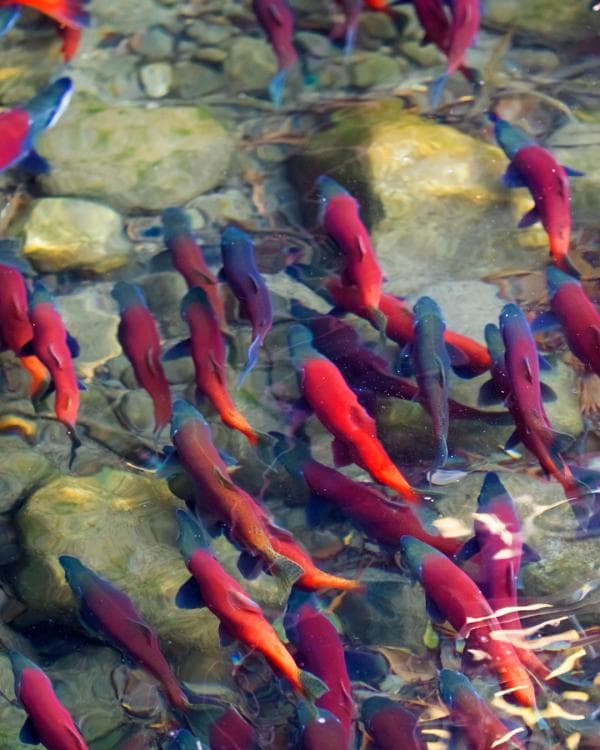 Image for event: Kokanee Salmon Run Viewing