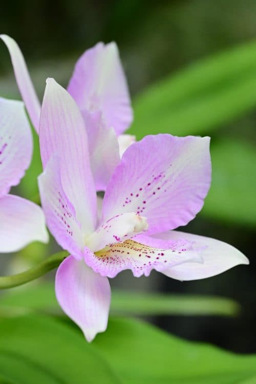 Fall Orchid Show 2026