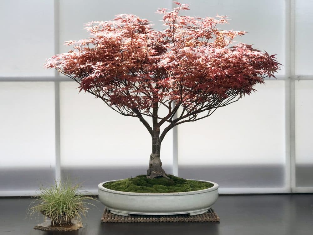 Image for event: Fall Bonsai Show 2026