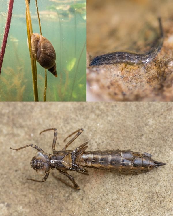 Image for event: Creek Critters Stream Workshop