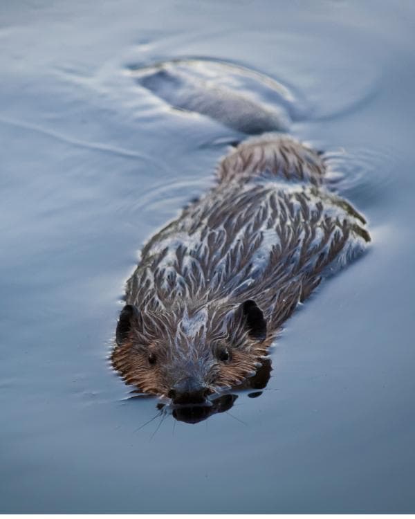 Image for event: Beaver Ecology Sunset Walk