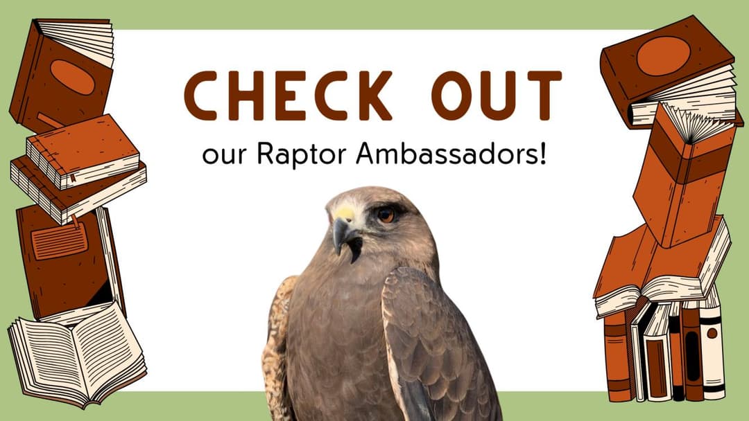 Raptors at the Herriman Library